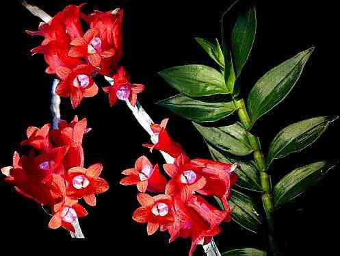 Dendrobium lawesii